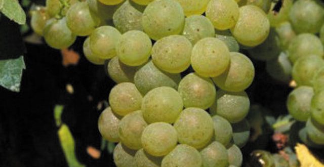 borszőlőfajták