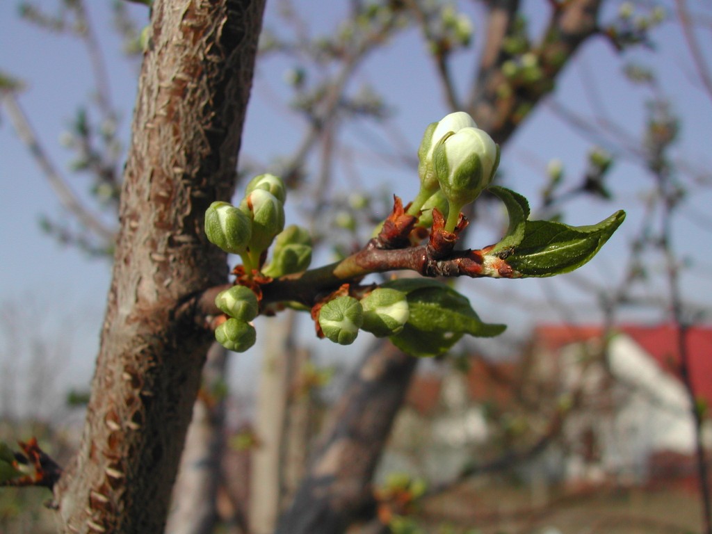 paraziták almafáinak tavaszi kezelése